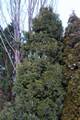 Juniperus chinensis Keteleeri IMG_8520 Jałowiec chiński